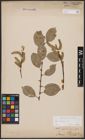 Foto von Salix caprea L.